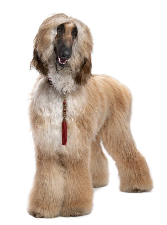 Young Brown Grommed Afghan Hound 1 Years Stock Photo Image Of