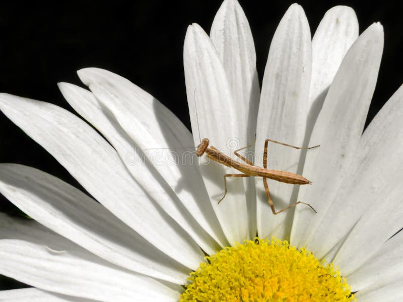 Young Brown Praying Mantis 4 royalty free stock image