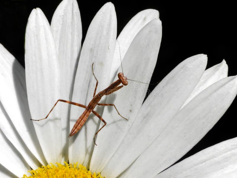 Young brown Praying Mantis 1 stock images