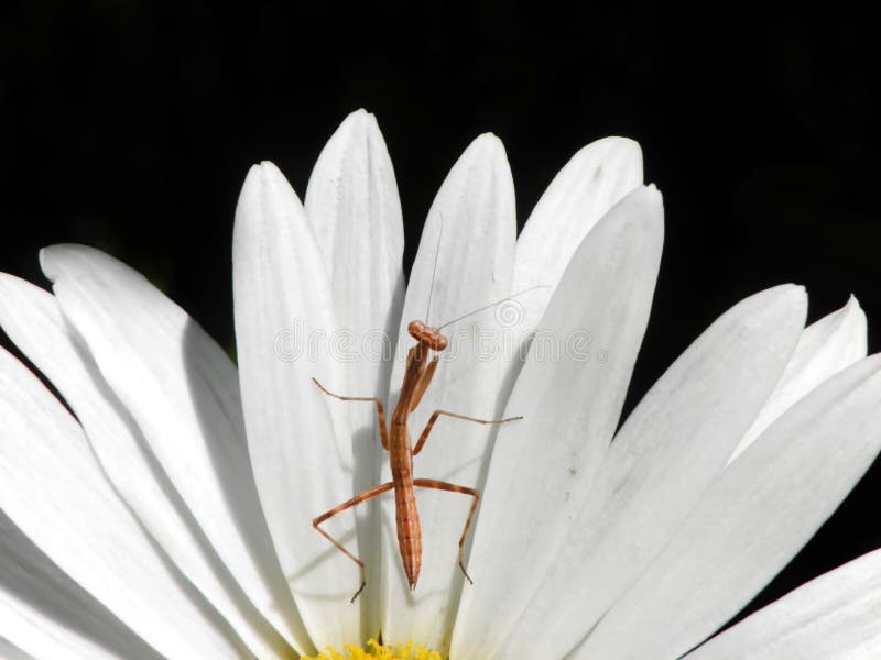 Young Brown Praying Mantis 2 stock images