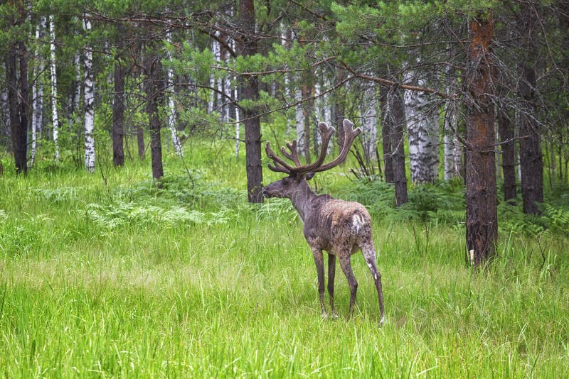 Buck of Northern Forest Deer Stock Image Image of brown, natural