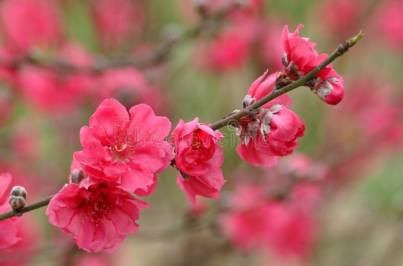 Cùng đến với những chùm hoa đang nở rộ và tỏa hương thơm trong khung cảnh thiên nhiên tươi đẹp. Hãy xem hình ảnh cực kì sống động về Buds and Flowers để tận hưởng khoảnh khắc sống động này.