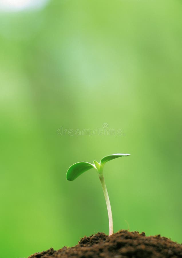 Young buds of green