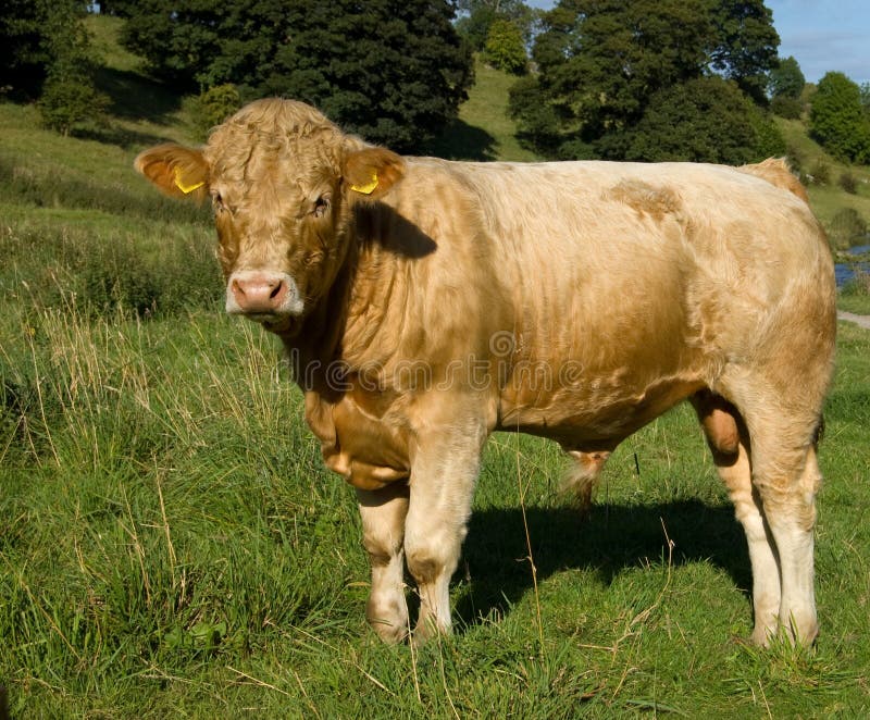 Young Bull Royalty Free Stock Image Image 3174406