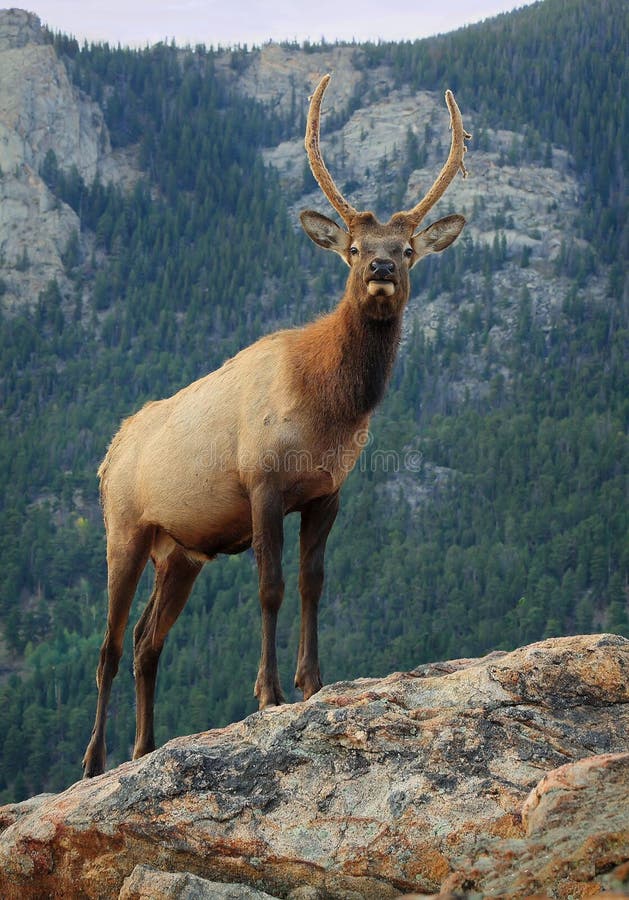 Elk High In The Mountains