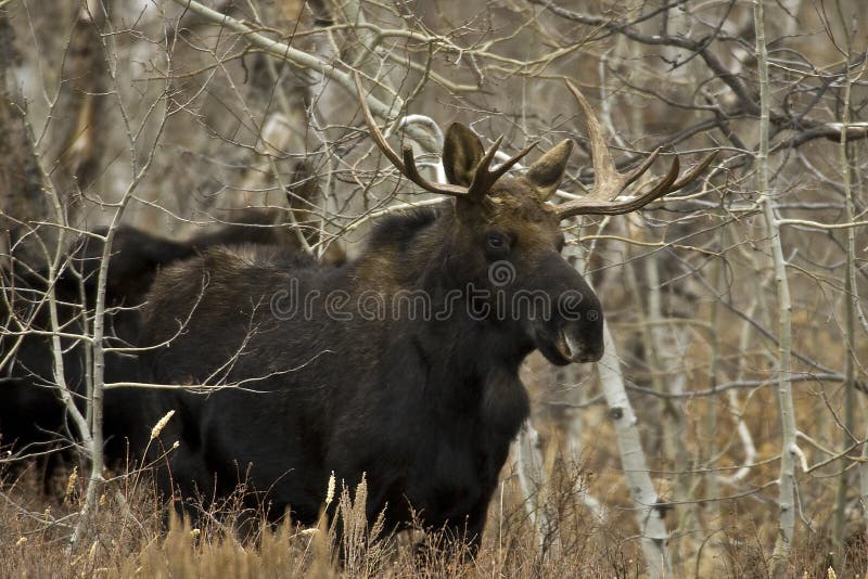 Young Bull Moose