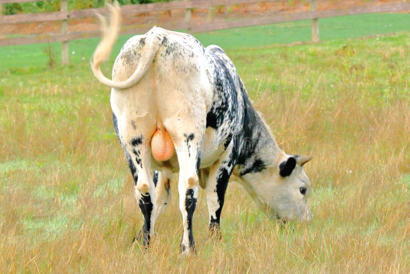 Young Bull`s Testicles While Grazing