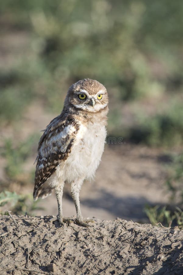 Young burrowing owl standing lookout on burrow in meadow of Colorado royalty free stock photography Young burrowing owl standing lookout on burrow in meadow of Colorado royalty free stock photography