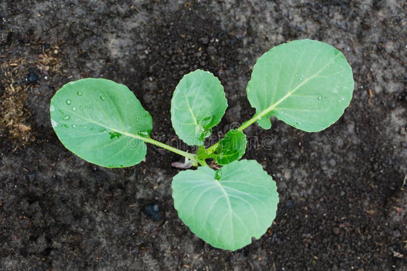 Young cabbage growing stock image. Image of color, botany 62846547