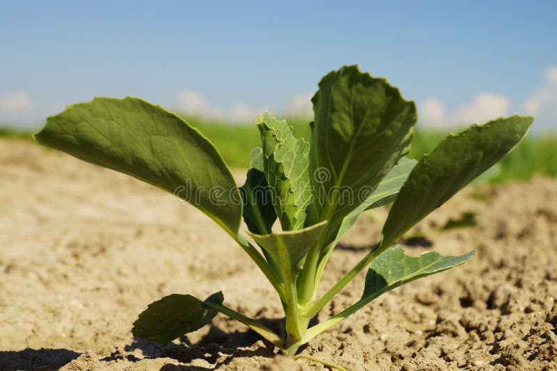 Young cabbage plant stock image. Image of cropland, industry 73560035