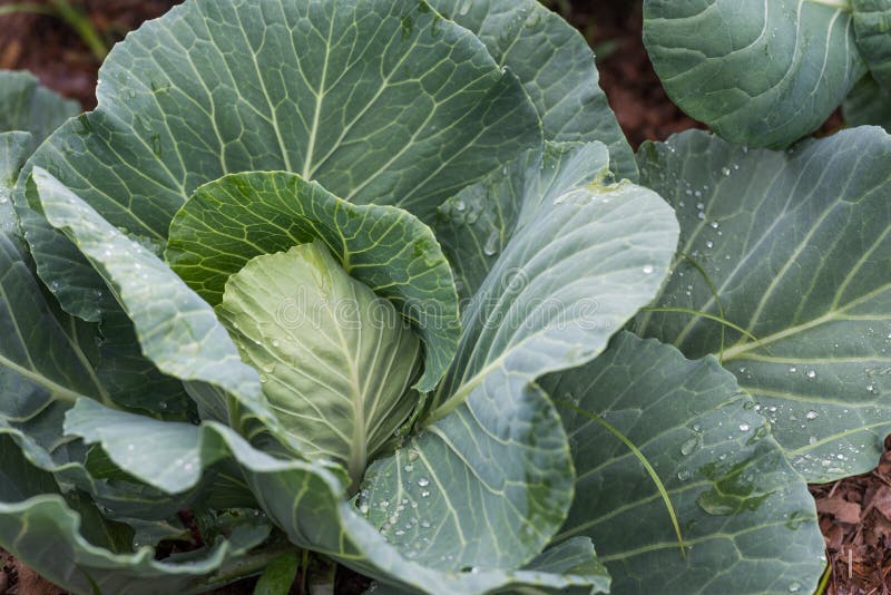 Young cabbage plant stock image. Image of growing, land 73560013