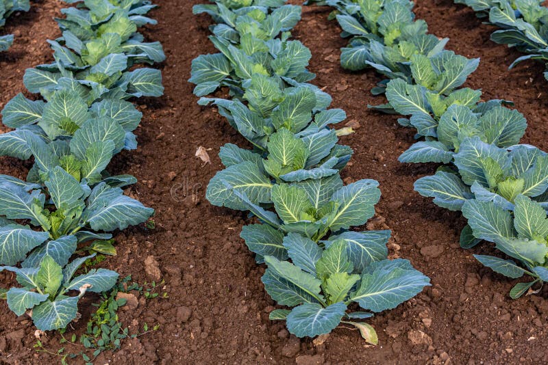 Young cabbage on the field stock photo. Image of vegetable 151330244