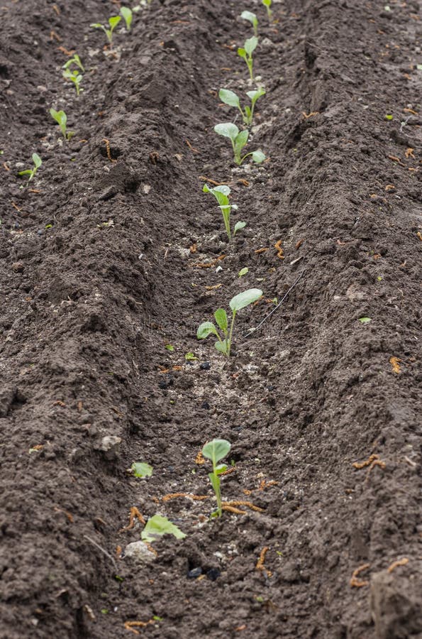 Young Cabbage Seedlings Growing in Rows on the Field Stock Photo