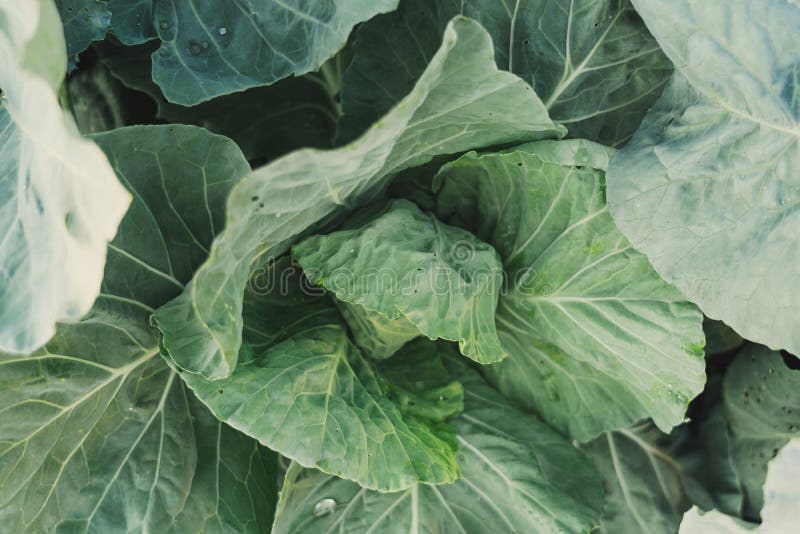 Young Cabbage Top View. Cabbage Leaves in the Garden Stock Image