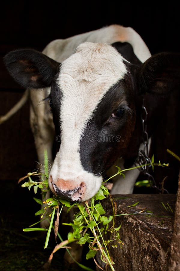 Young calf