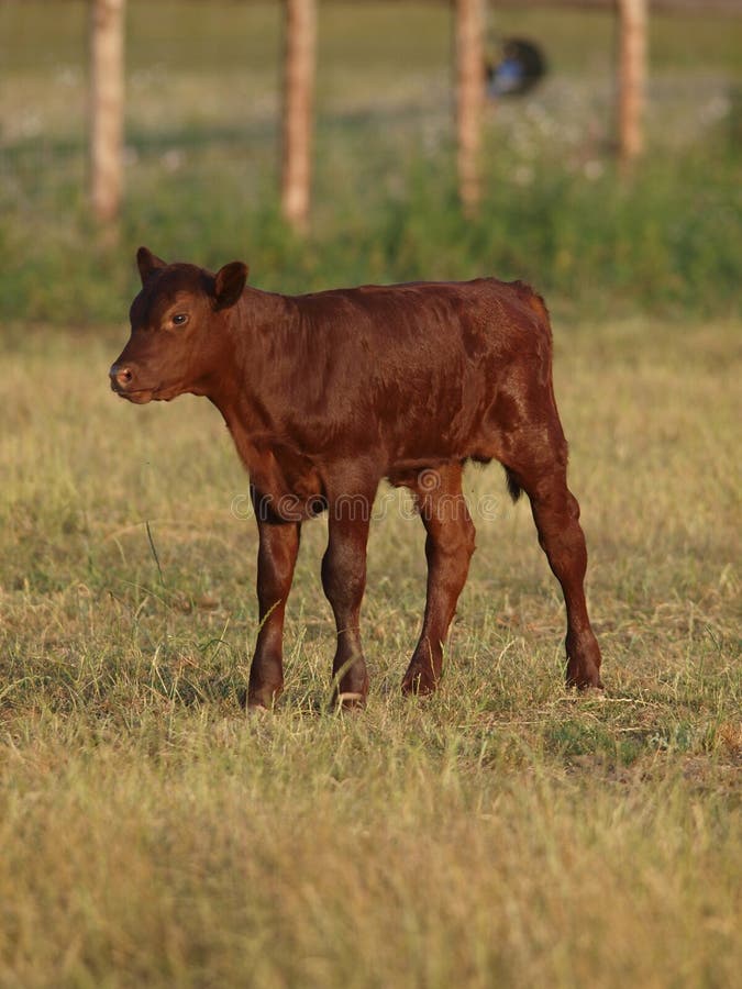Young Calf stock image. Image of farm, grass, animal 27057777
