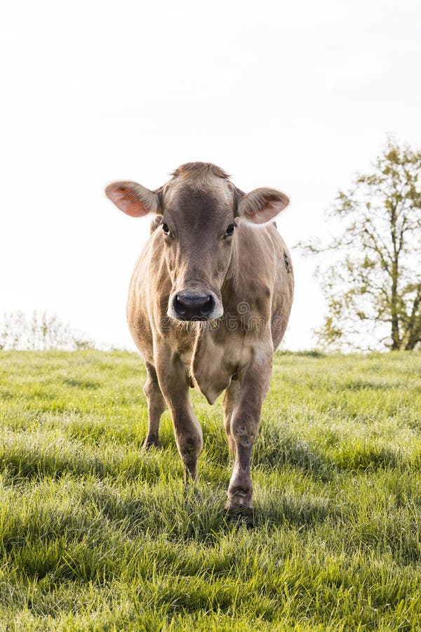 A young calf of the breed Swiss Brown cattle stands on a spring morning