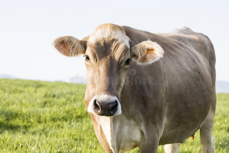 A young calf of the breed Swiss Brown cattle stands on a spring morning