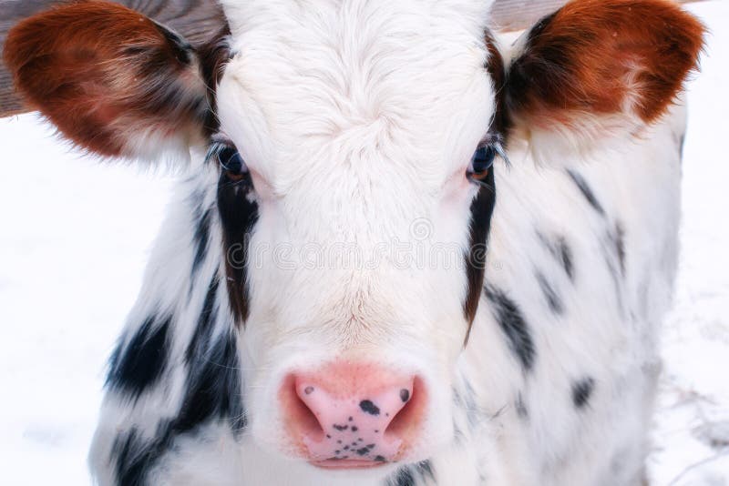 Young calf of a dairy cow with big ears. Cattle in the paddock outdoors in winter. White cow with black spots, close-up portrait