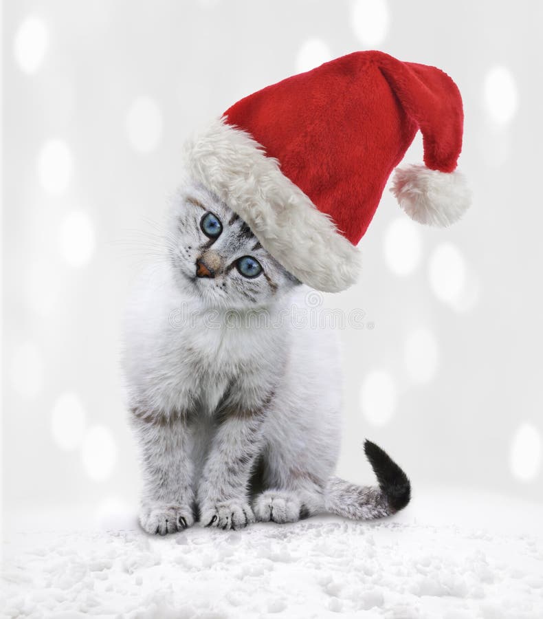 Young Cat in a Christmas Hat Stock Photo Image of accessory