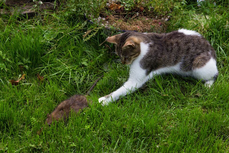 Young Cat is Fighting with a Rat. Stock Image Image of life, bold