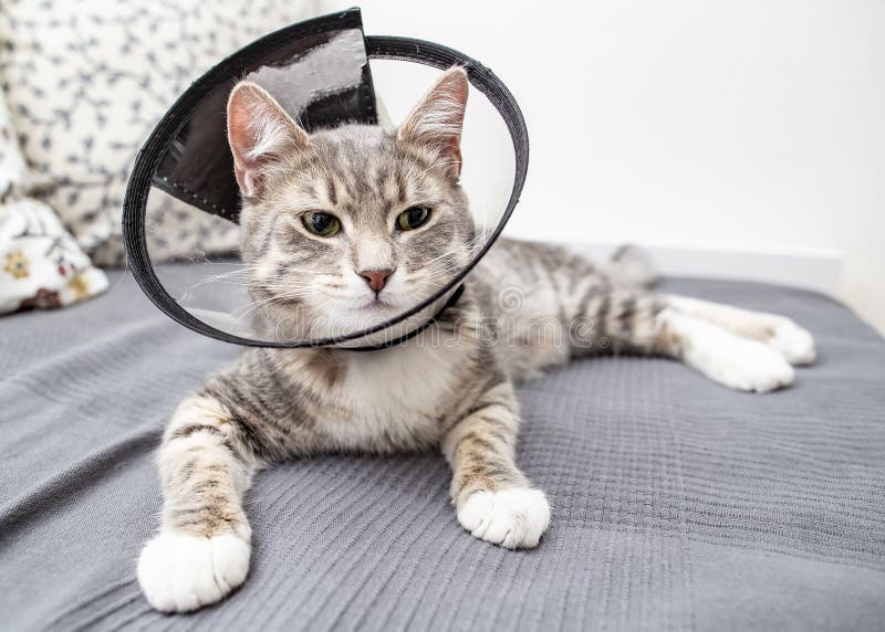 Young cat with green eyes is lying on the bed at home in a veterinary collar after surgery stock photo Young cat with green eyes is lying on the bed at home in a veterinary collar after surgery stock photo