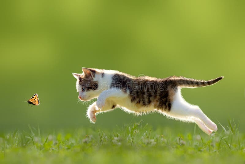 Young cat hunting butterfly