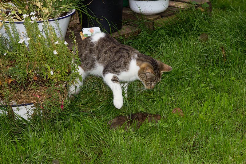 Young Cat is Killing a Rat. Stock Photo - Image of killed, domestic ...