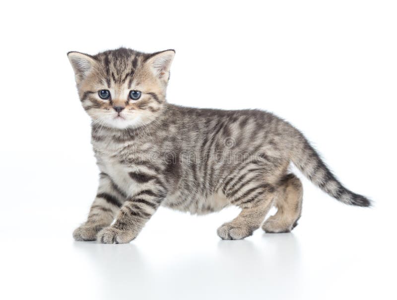 Young Cat or Kitten Standing Side View Isolated Stock Photo - Image of
