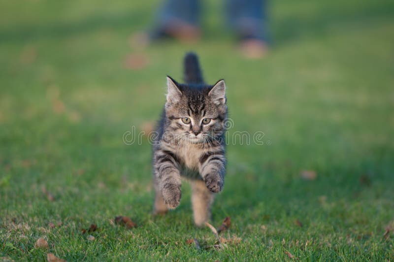Orange Tabby Cat Running Fast Towards The Viewer Stock Photo Image of