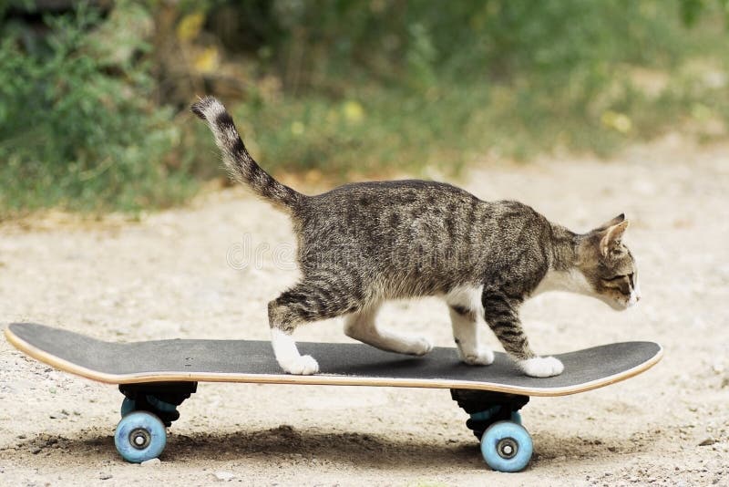 Young cat on the skateboard stock photo Young cat on the skateboard stock photo