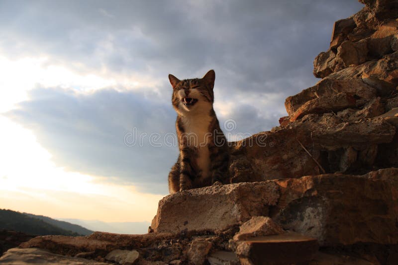 A young cat smiling