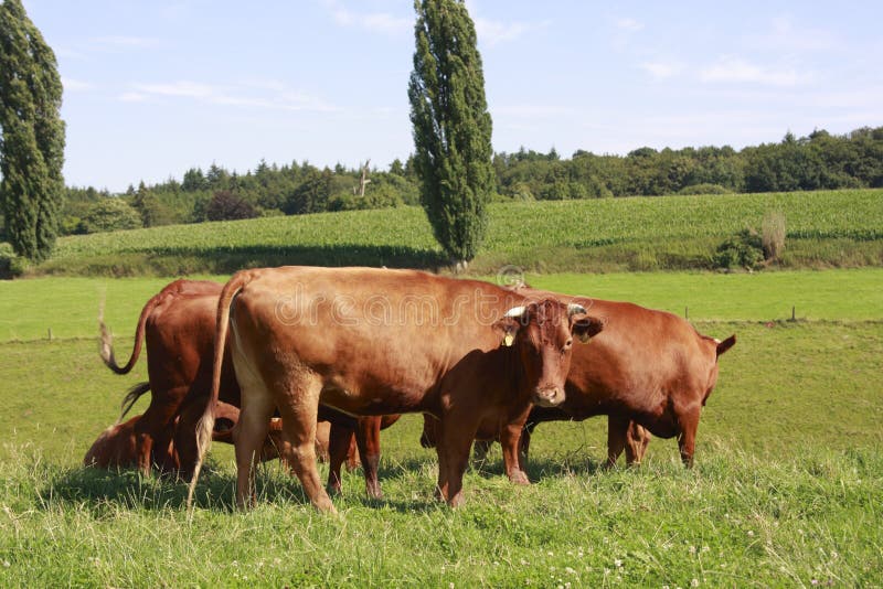 Young cattle group stock image. Image of bull, pasture 10397193
