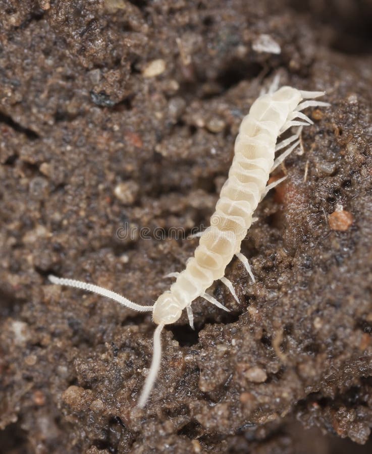 Young centipede