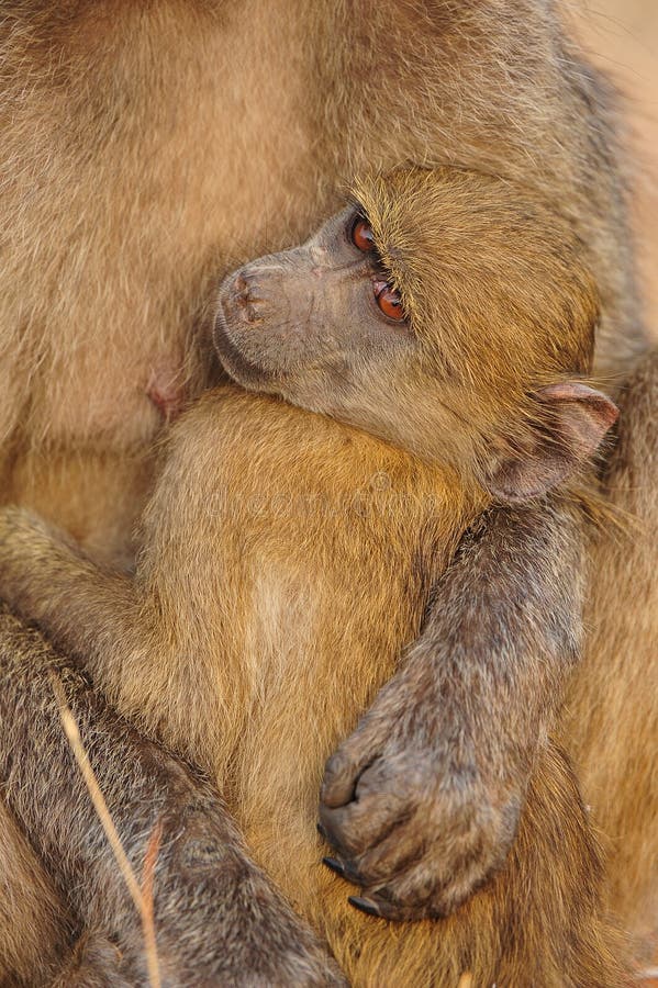 Young Chacma Baboon (Papio ursinus)