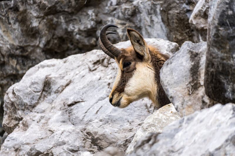 Young chamois head between rocks