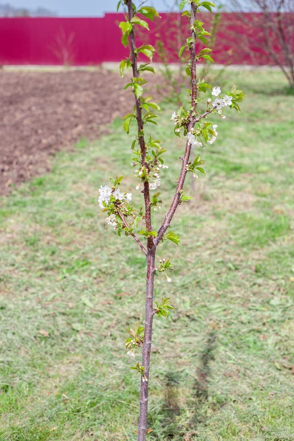 A Young Cherry Blossom Tree in the Garden on a Spring Day. Cultivation
