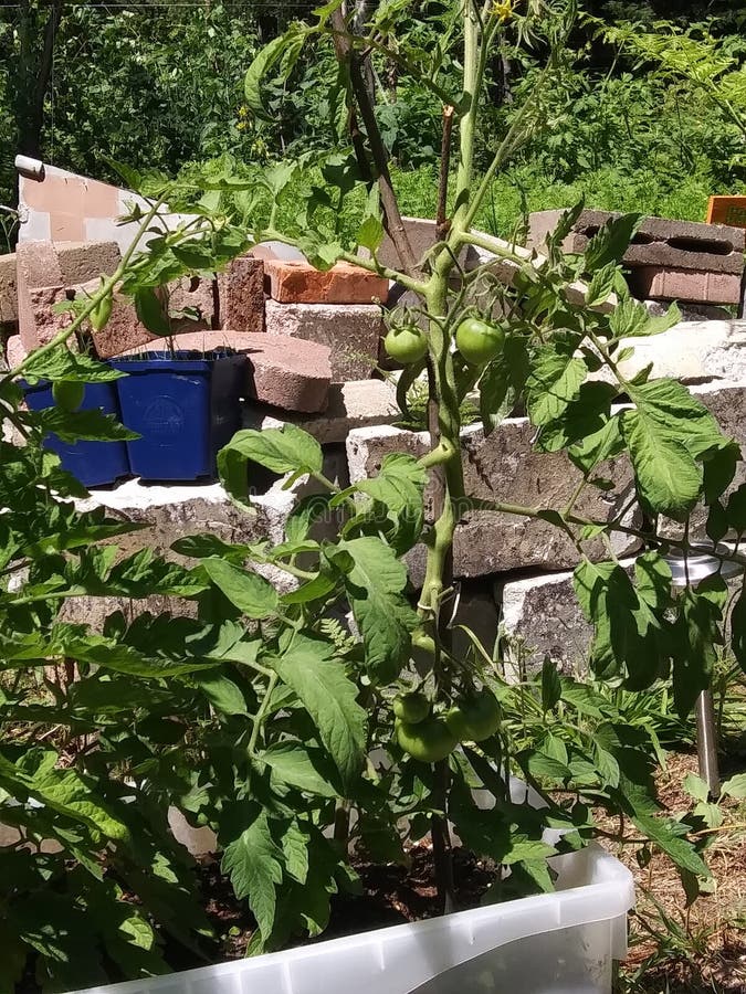 Young cherry tomato plant royalty free stock photo Young cherry tomato plant royalty free stock photo