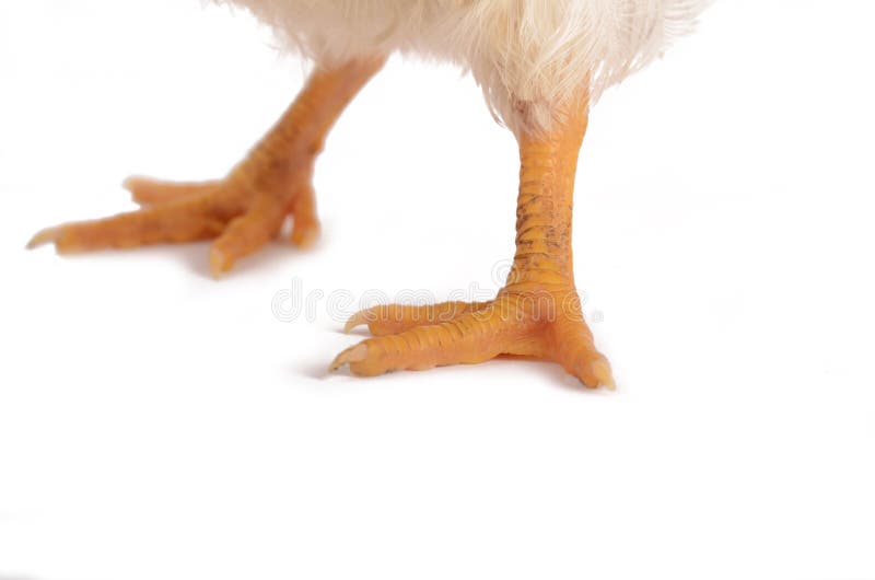 Chick legs and claws