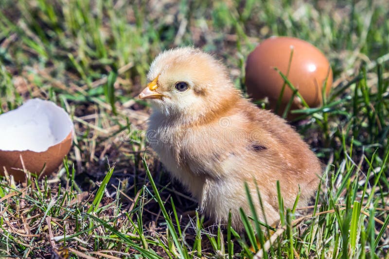 Young chicken hatched from the egg. royalty free stock image