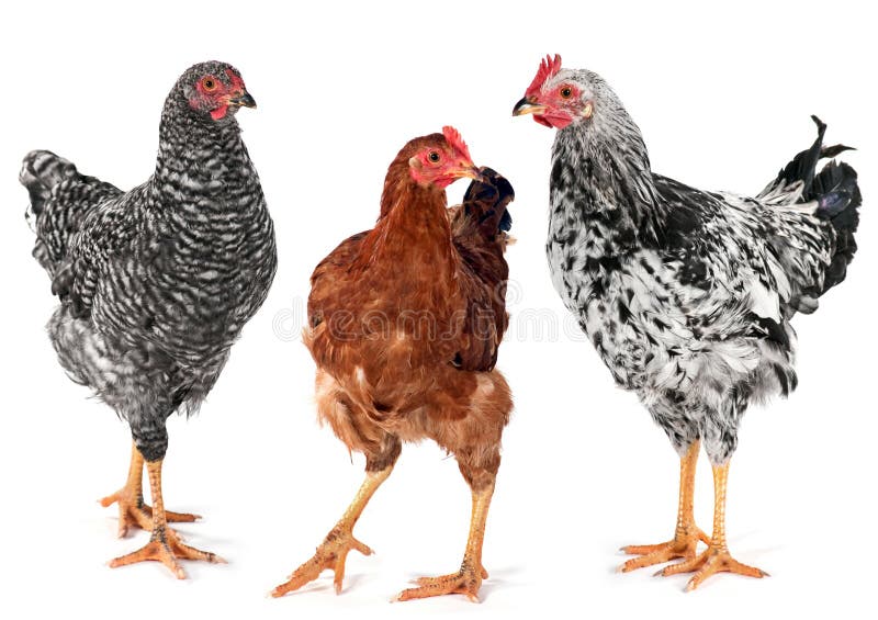 Young Chicken Hen and Rooster Stock Image Image of agriculture