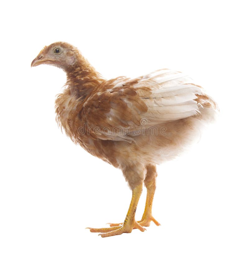 Young chicken standing on white background use for livestock and