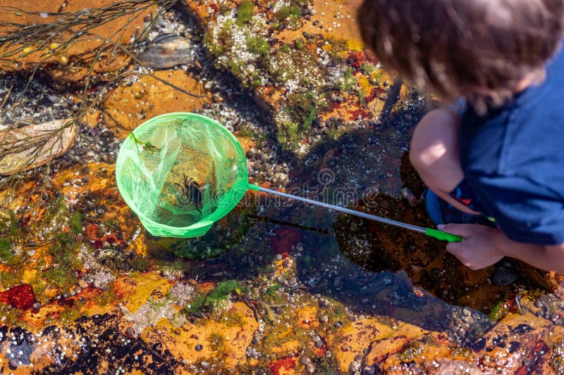 Young child with a net catching a crab in a tidal pool at Acadia National Park in Maine