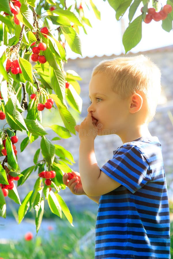 Young Child Picking Up Cherries from the Tree. Stock Image Image of