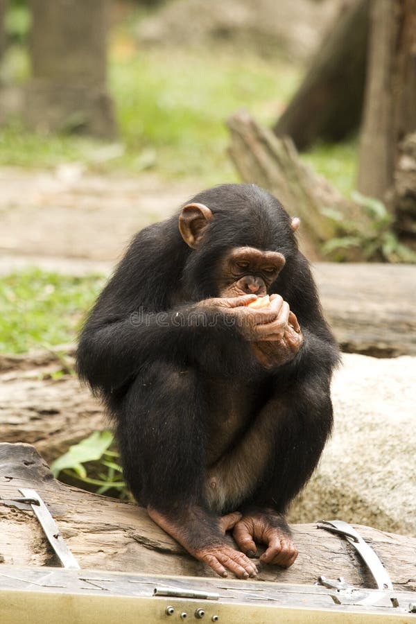 Young Chimp