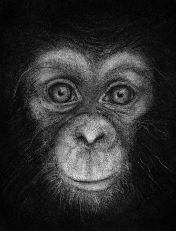chimpanzee hand drawn chimpanzee hand drawn