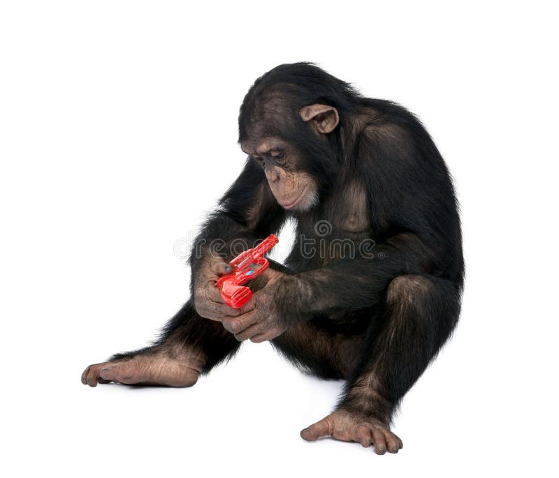 chimpanzee face side view