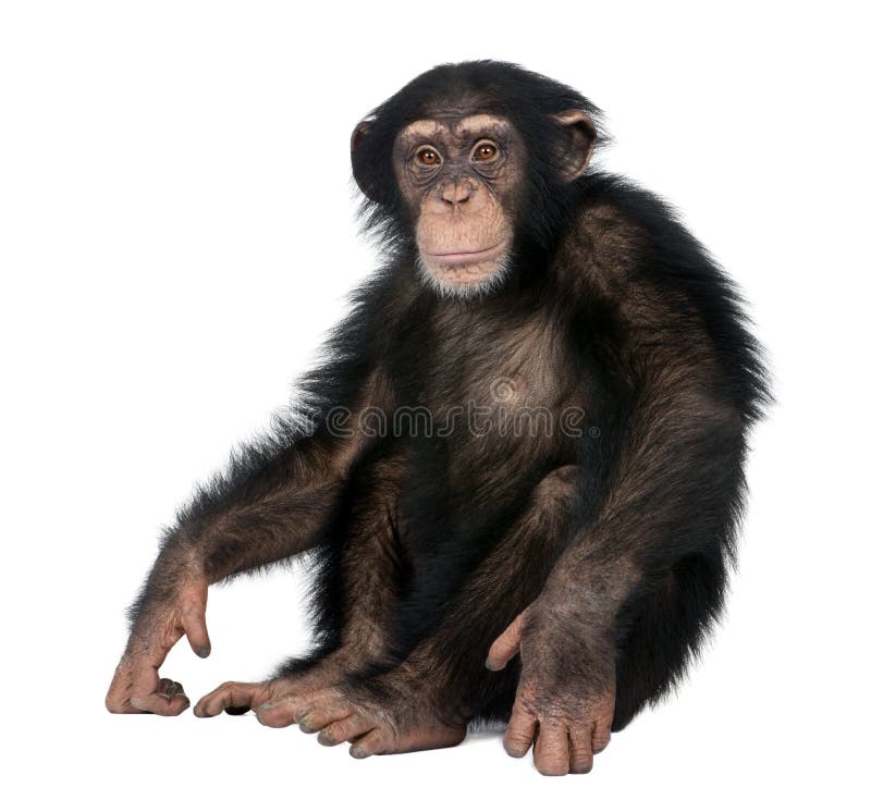 Joven chimpancé simi (5 anos viejo) antes blanco.