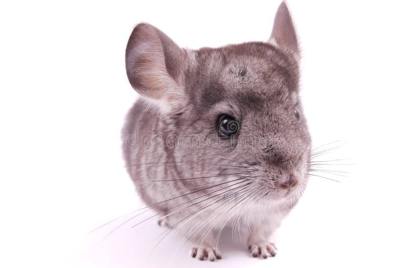 Young Chinchilla Picture. Image 3140830