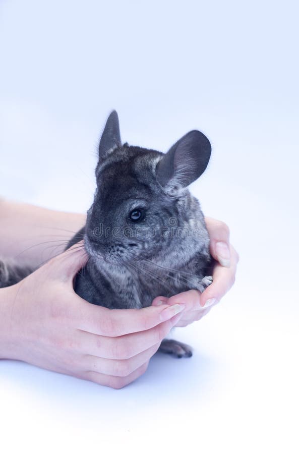 Young Chinchilla stock photo. Image of shaded, young 57668198